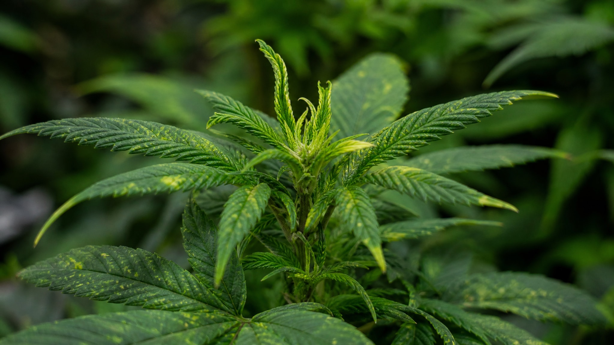 Blattläuse an Cannabis Indoor bekämpfen: Weed-Schutz 2026