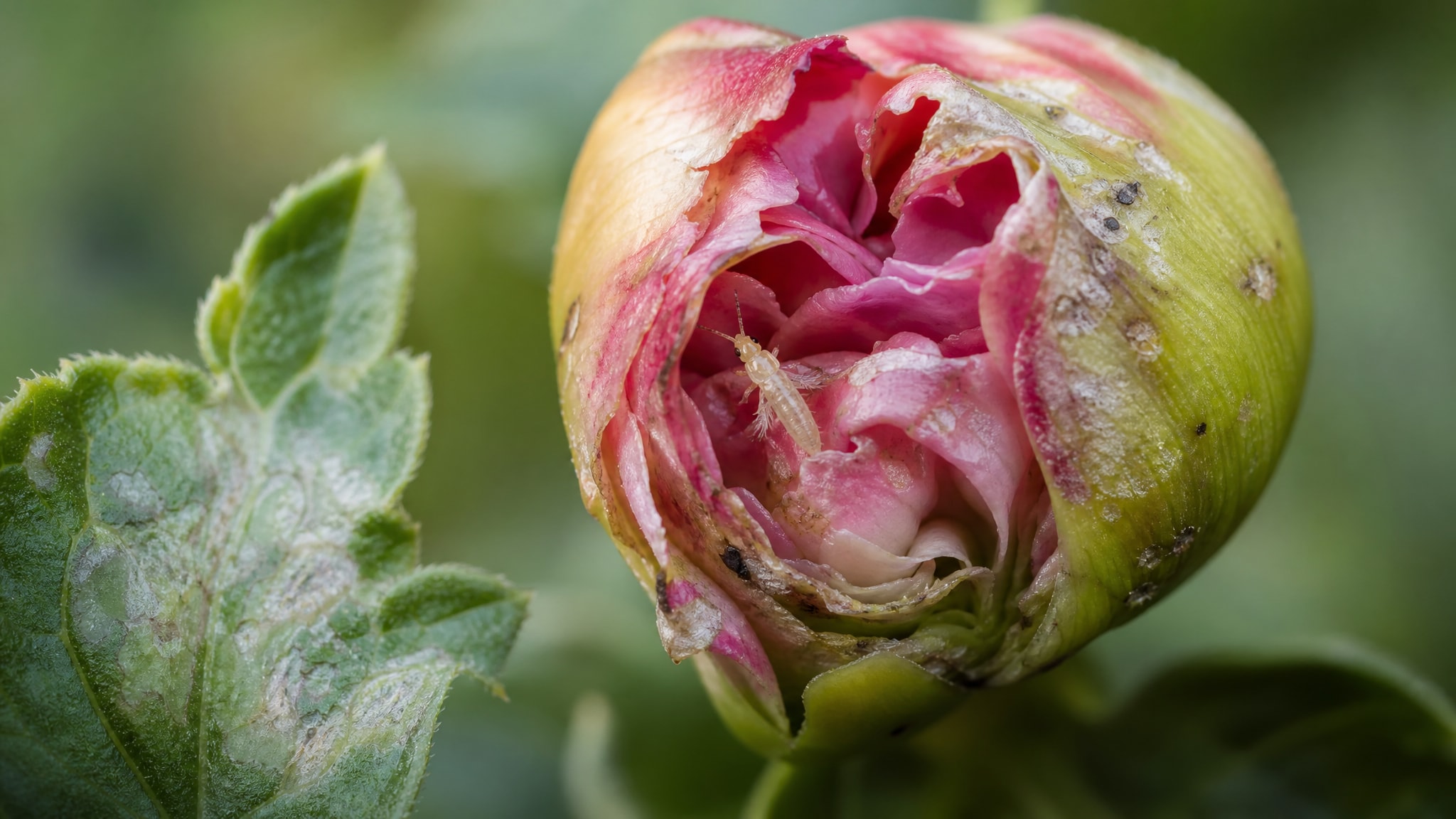 Thripse bekämpfen 2026: Biologische Strategie gegen Fransenflügler
